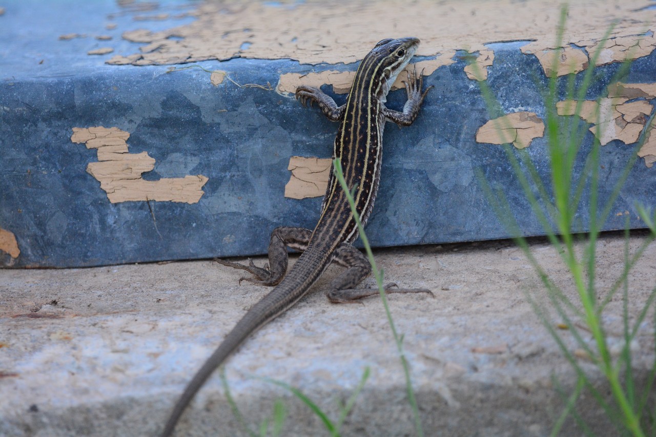 Aspidoscelis exsanguis